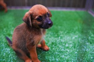 Feirinha de adoção de animais movimenta o Parcão neste domingo