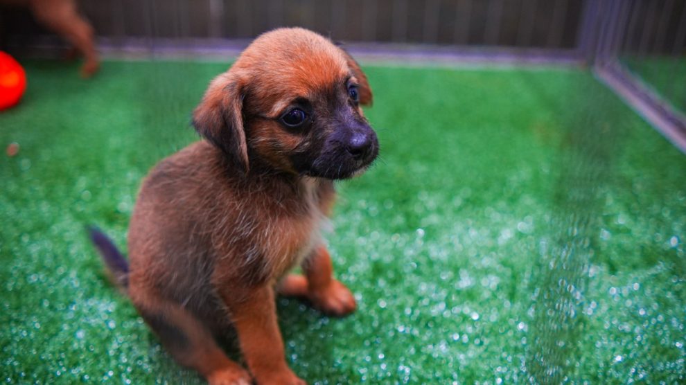 Feirinha de adoção de animais movimenta o Parcão neste domingo