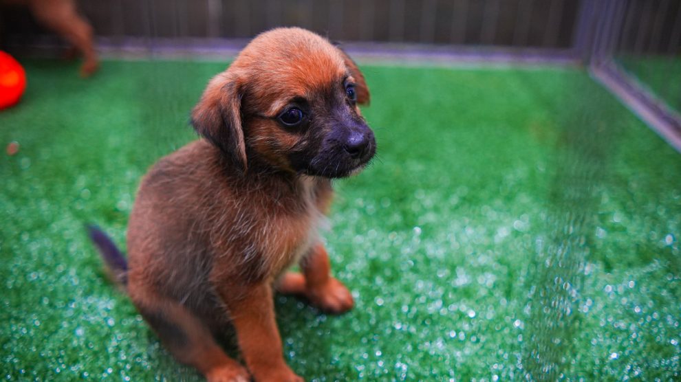 Fim de Semana Solidário: Maringá Promove Feira de Adoção de Cães Resgatados de Maus-Tratos no Parcão