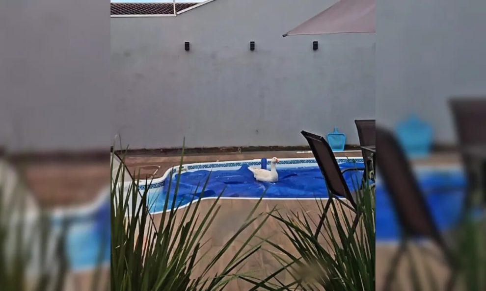 Ganso é resgatado após ser flagrado 'curtindo' piscina na região