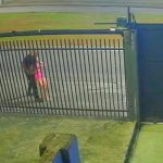 Jovem é arrastada para matagal, tem roupas arrancadas e é salva por policiais; vídeo