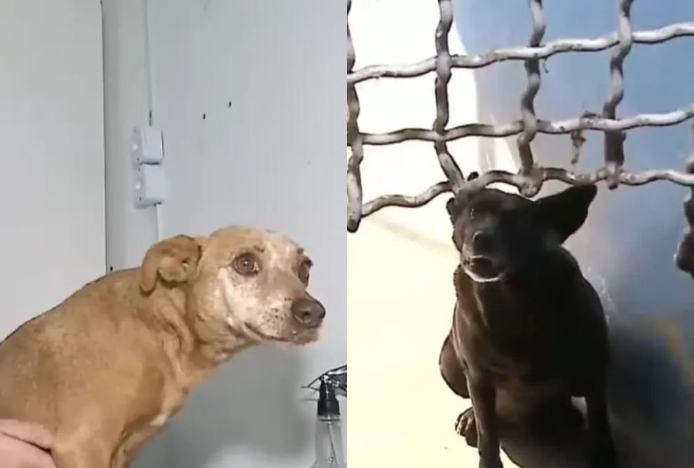 Justiça suspende serviços da Clinicão por indícios de maus-tratos