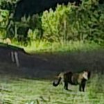 Onça-pintada é flagrada matando animal na zona rural na região de Maringá e assusta moradores