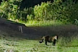 Onça-pintada é flagrada matando animal na zona rural na região de Maringá e assusta moradores