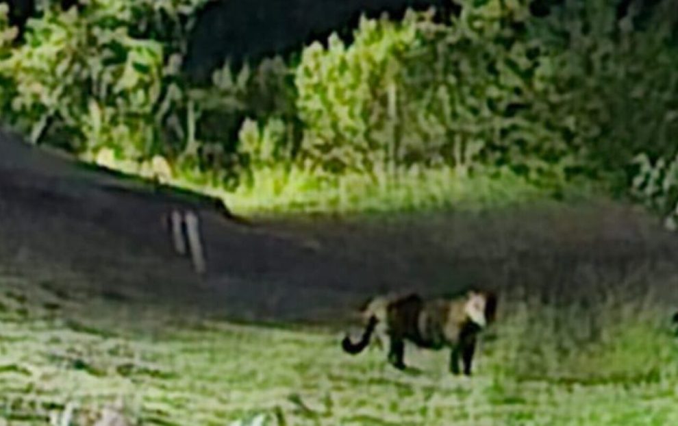 Onça-pintada é flagrada matando animal na zona rural na região de Maringá e assusta moradores