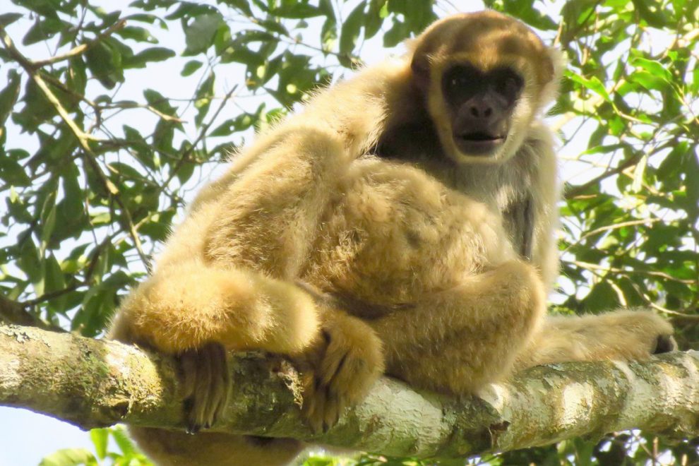 Paraná vai ganhar um novo parque estadual de 6,2 mil hectares; veja onde fica