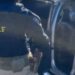 Polícia apreende quase meia tonelada de maconha 'gourmet' em Maringá