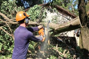 Prefeitura Maringá reabre licitação de R$ 80 milhões para poda e remoção de árvores; veja o que prevê o novo edital