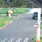 Vídeo mostra ladrão furtando corda de cavalo na região