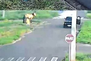 Vídeo mostra ladrão furtando corda de cavalo na região