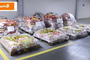 Adora Maringá Arrecada 5 Toneladas de Alimentos na Expoingá e Beneficia Entidades Sociais