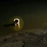 Câmera de segurança registra momento em que carro com mãe e filhas afunda no Rio Paraná; polícia apura possível crime