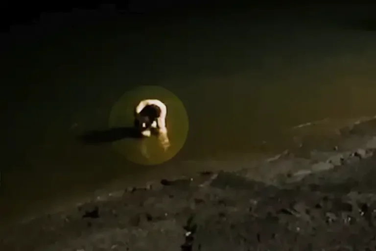 Câmera de segurança registra momento em que carro com mãe e filhas afunda no Rio Paraná; polícia apura possível crime
