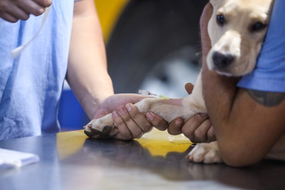 Com investimento superior a R$ 2 milhões, Prefeitura de Maringá contrata clínica veterinária para atendimentos veterinários e plantões