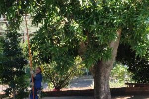 Maringá Post