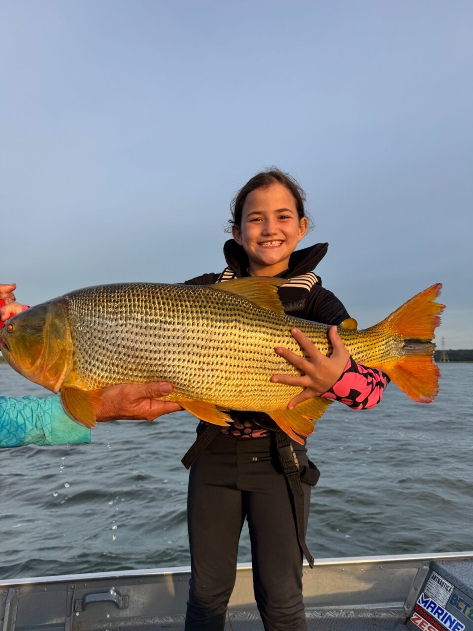 Criança de 7 anos quebra recorde brasileiro ao pescar dourado gigante no Rio Paraná; video