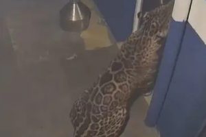 Ibama monta força-tarefa após nova aparição de onça-pintada na região de Maringá