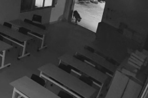 Novo vídeo mostra onça-pintada em refeitório de empresa na região de Maringá; força-tarefa procura animal