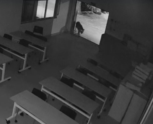 Novo vídeo mostra onça-pintada em refeitório de empresa na região de Maringá; força-tarefa procura animal