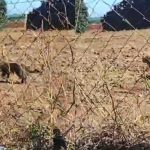 Onça é flagrada caminhando perto de empresa em Marialva; vídeo mostra animal circulando tranquilamente