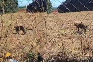 Onça é flagrada caminhando perto de empresa em Marialva; vídeo mostra animal circulando tranquilamente