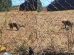 Onça é flagrada caminhando perto de empresa em Marialva; vídeo mostra animal circulando tranquilamente