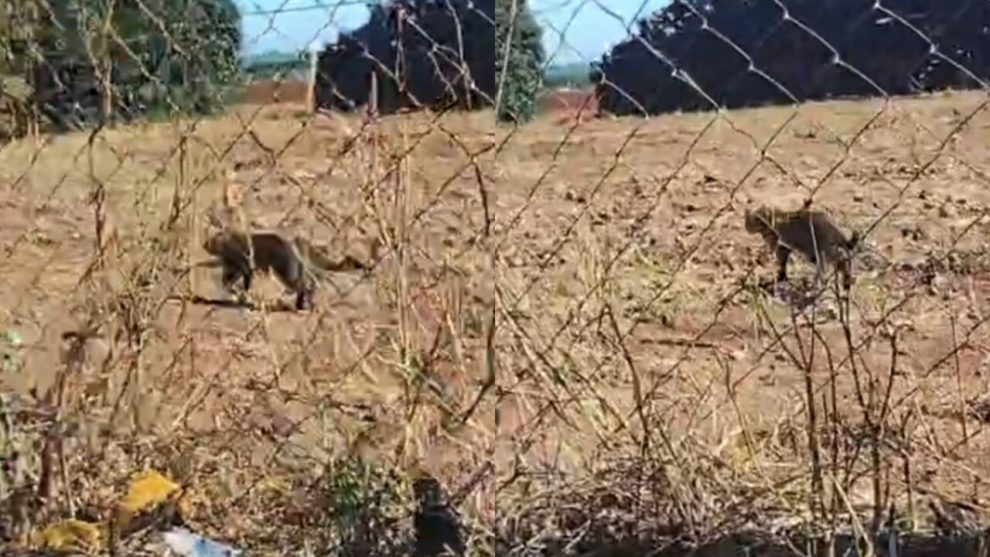 Onça é flagrada caminhando perto de empresa em Marialva; vídeo mostra animal circulando tranquilamente