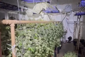 Polícia encontra laboratório de cultivo de maconha em Curitiba