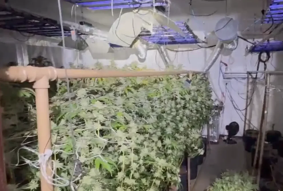 Polícia encontra laboratório de cultivo de maconha em Curitiba