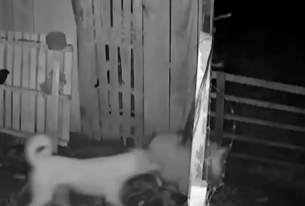 Vídeo desvenda mistério de ovelhas mortas na Grande Curitiba