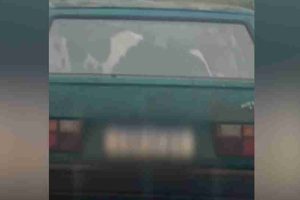 bezerro é transportado dentro de carro antigo no Paraná