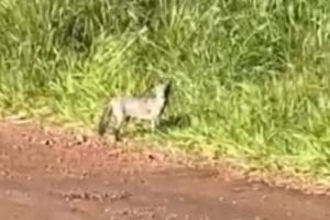 Animal misterioso chama atenção de moradores no PR; vídeo