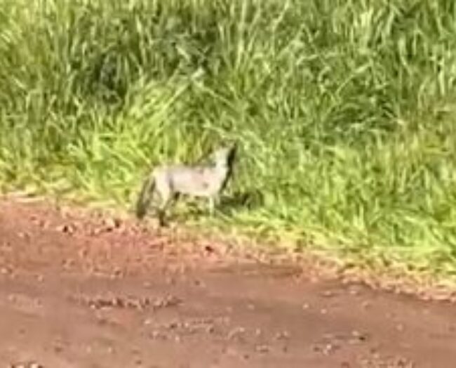 Animal misterioso chama atenção de moradores no PR; vídeo