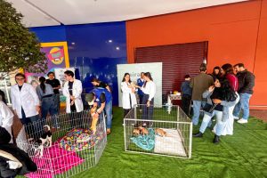 Bem-Estar Animal de Maringá orienta comunidade sobre adoção responsável pelo aplicativo Petis