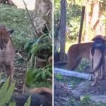 Cachorros espantam onça-parda que apareceu em quintal de casa no PR; veja
