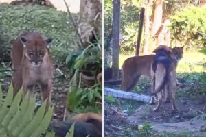 Cachorros espantam onça-parda que apareceu em quintal de casa no PR; veja