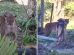 Cachorros espantam onça-parda que apareceu em quintal de casa no PR; veja