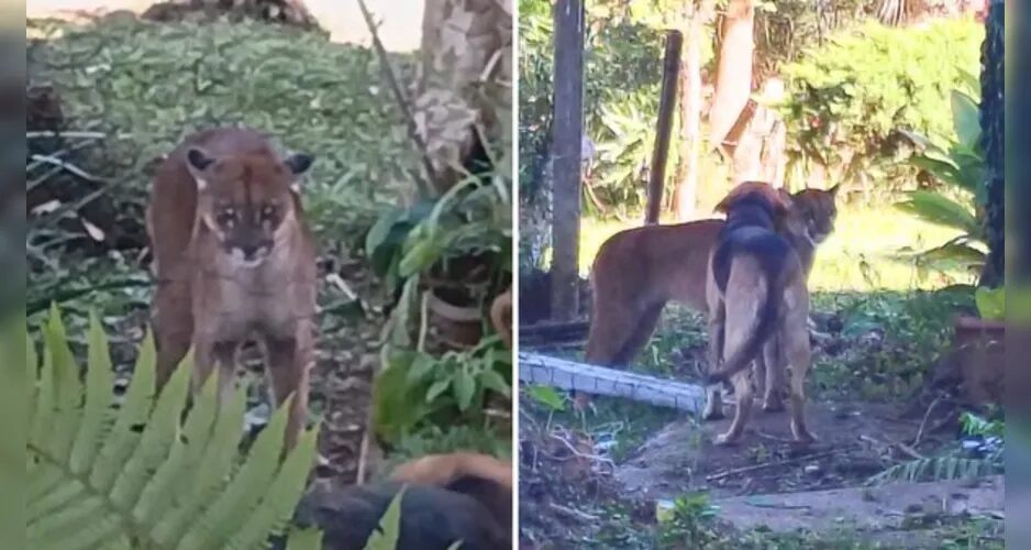 Cachorros espantam onça-parda que apareceu em quintal de casa no PR; veja