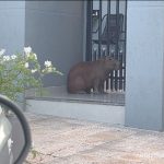Capivara é flagrada na avenida em cidade do Paraná