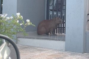 Capivara é flagrada na avenida em cidade do Paraná