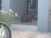Capivara é flagrada na avenida em cidade do Paraná