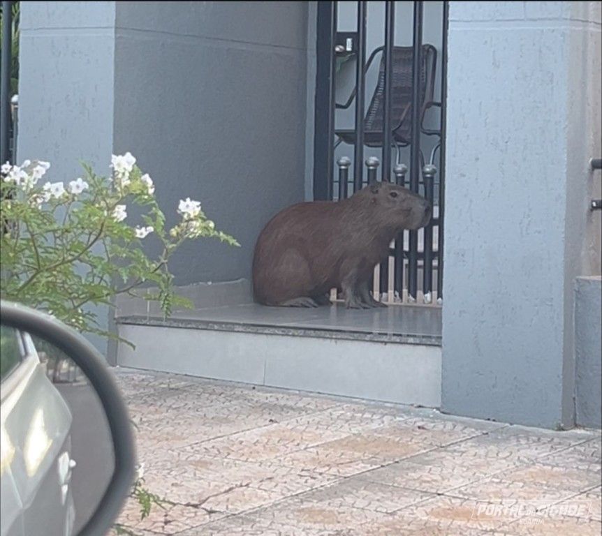 Capivara é flagrada na avenida em cidade do Paraná