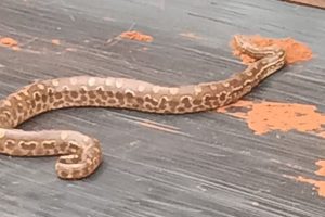 Cobra é encontrada na caçamba de caminhão na região