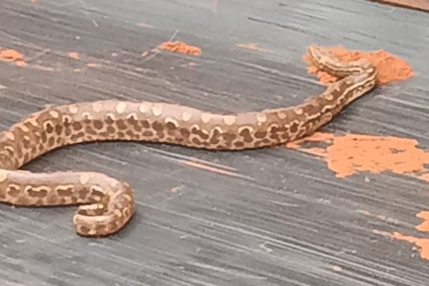 Cobra é encontrada na caçamba de caminhão na região