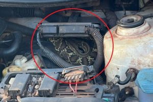 Frentista abre capô e encontra cobra cascavel escondida no motor de carro no Paraná; veja o vídeo