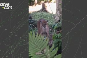 Onça encara cães em quintal de chácara e foge para área de mata no Paraná