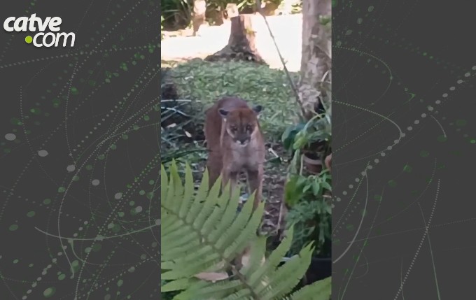 Onça encara cães em quintal de chácara e foge para área de mata no Paraná