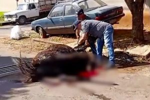 Puxado por caminhonete, burro cai em bueiro, quebra patas e é sacrificado; vídeo