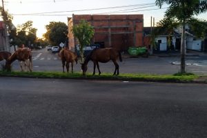 Vídeo flagra mais de 10 cavalos soltos em avenida movimentada de Sarandi