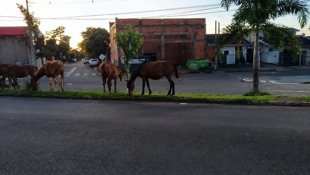 Vídeo flagra mais de 10 cavalos soltos em avenida movimentada de Sarandi
